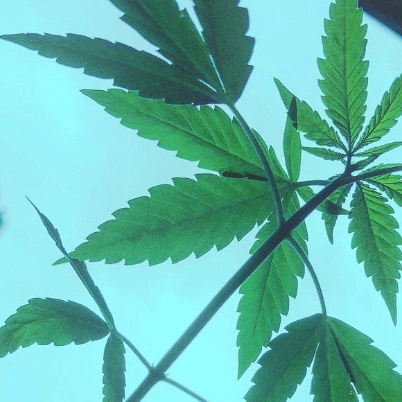 skysky420